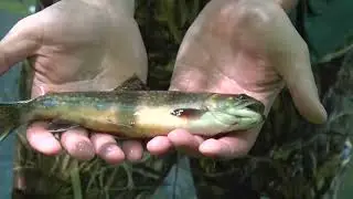 906 Outdoors - Brook Trout Fishing