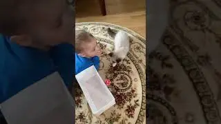 Лазерная указка и котята с ребёнком))