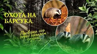 Охота на барсука. Проверка нор перед началом сезона.