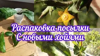распаковка посылки с новыми хойями