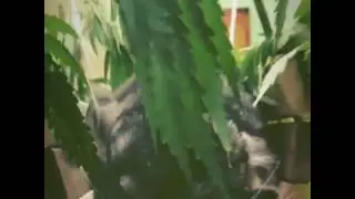 Я же говорила, что самая счастливая Шуша на свете!
