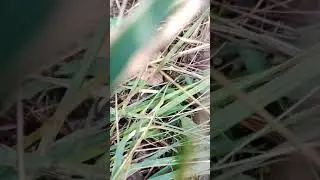 белый гриб