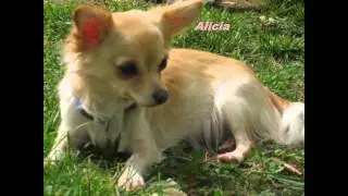 Lps Popular in real life (ALL MAIN CHARACTERS)