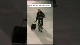 сильный и независимый кот 😂 