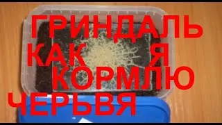Выращивание ГРИНДАЛЯ кормёжка...