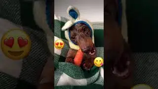 Вкусно кушает морковь 🥕 #собака #животные #animals #funnyvideo #funny #cute