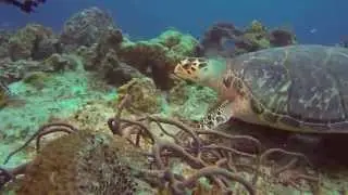 Diving in Cozumel, Mexico - June 2015