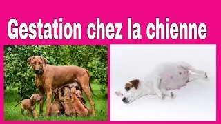Gestation de la chienne : tout ce qu'il faut savoir !  @vetoszone
