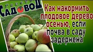 Как  и чем накормить плодовое дерево осенью, если почва в саду задернена