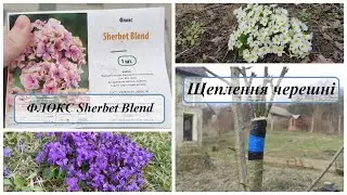 Grafting cherry Phlox Sherbet Blend We are in the country spring #28