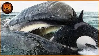 Most Terrifying ORCA Attacks Ever Recorded | Wild Animals