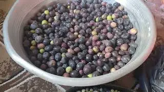 طريقه تخليل الزيتون كل سنه وانتم طيبين