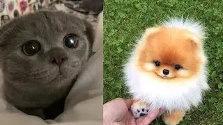 TikTok compilation- cute pets