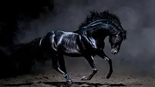 Жалам хар orginal (Морин хуурын фонаграмма)