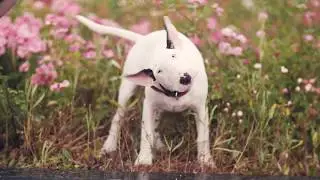 Bull Terrier walking