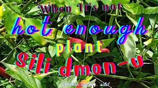 When It's Not Hot Enough, Plant Sili Dmon-U    |  @aspiringfarmgirl7970  |  @With.jen22