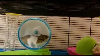 Hamster daily exercising