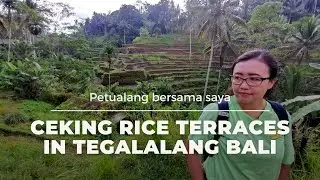 Ceking Rice Terrace in Tegalalang Bali