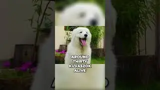 How the Kuvasz Went From Near Extinction to Global Recognition