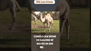 amazing fact about camels 🐫 #youtubeshorts #mindblowingfacts