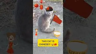 Let's give him some rice 😍🍚 #cats