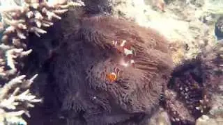 pulau perhentian14