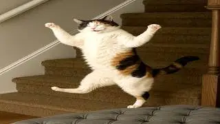 Cats That Regret Their Life Choices 2 | FUNNY COMPILATION