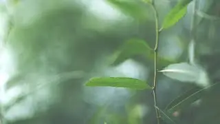 yonderling - Canopy [Full EP]