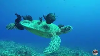 The Best 4K Aquarium for Relaxation II 🐠 Relaxing Oceanscapes  Amazon Rainforest  Scenic Relaxation