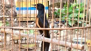 Choè lửa mái giọng hay . Kích trống chơi ngay.