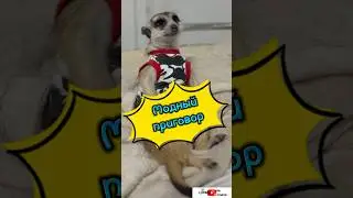 Модный приговор #meerkat #сурикотики #cat #шпротик