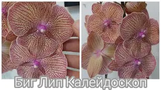 Обзор | Новая Орхидея | Биг Лип Калейдоскоп | Phal. Kaleidoscope, big lip