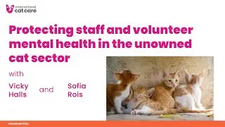 Protecting staff and volunteer mental health in the unowned cat sector