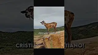 Se encuentran a el bicho en un monte ⛰️