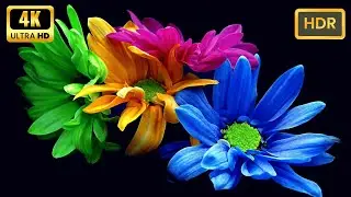World's Most Beautiful Garden Flowers in Breathtaking 4K HDR