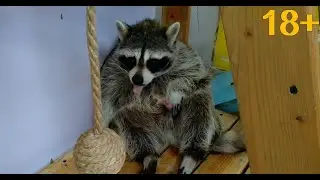 Я НЕГОДЯЙ  18+