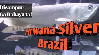 Arwana Silver Brazil Perawatan | Arwana Silver Red