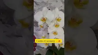 4 мифа об орхидеях 