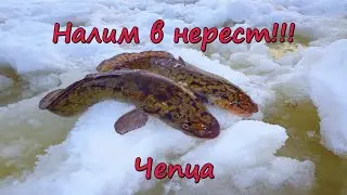 Налим в нерест на Чепце. Закидушки #5