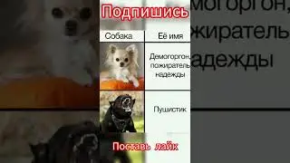 готовся ржать над собаками#животные#прикол#смешное #такса#dog#а4#собака#оруу#David1oletMinecraft