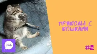 Приколы с котами и кошками 2020 . Приколы с животными .