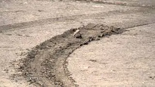 Птичка на берегу Набрани