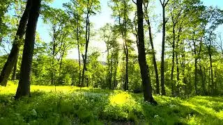 4k Morning Forest | Real time | Ambience Sounds | Relax