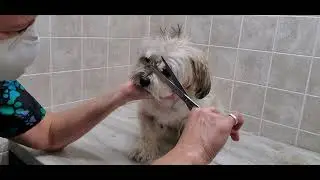 Behind The Scenes; Very relaxed Havanese groom, 3/4 blade & scissor, multishort, owner pick up
