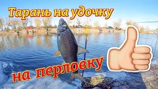 Тарань на удочку база КУТ