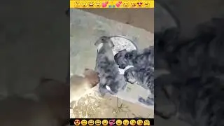Puppy |Dog BabyPuppy| Cute Puppy |Pille #shorts #insaniyat #dog #puppy #puppies #animals #shortvideo