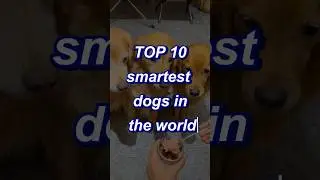 Top 10 Smartest Dog Breeds in the World 🐶✨🥰  #dog #pets #rottweiler #doberman #dogbreed #doglover