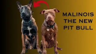Malinois Becoming the New Pit Bull