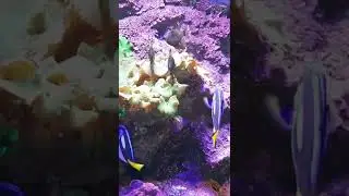 saltwater aquarium