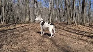 Куда то всматривается))) #amstaffkotya